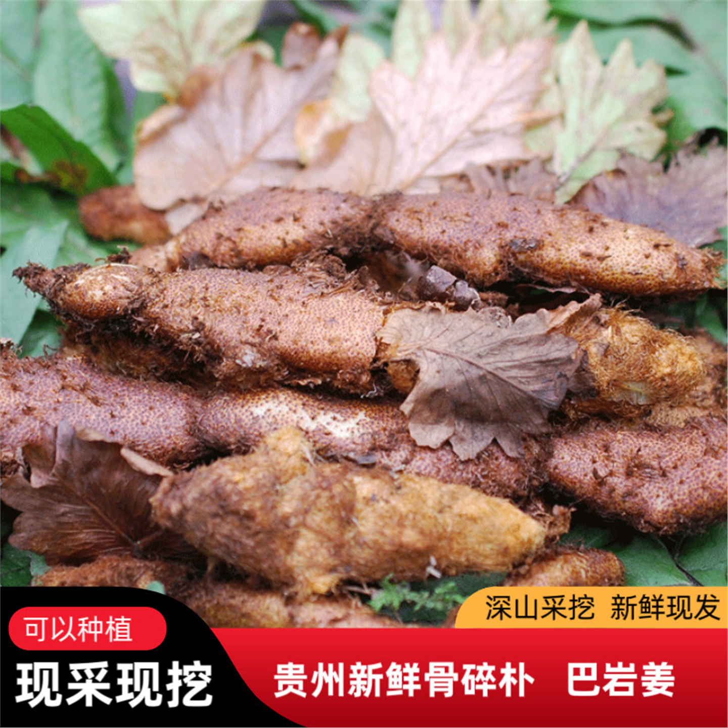 野生鲜骨碎补泡酒熬汤新现