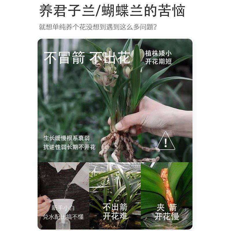 青丛园丁促箭王冒箭促箭防夹箭蝴蝶兰君子兰兰花基地专用生根植物图片