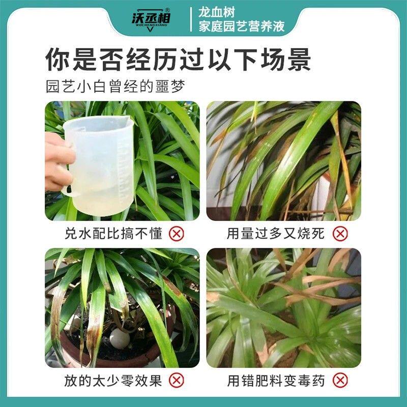沃丞相【龙血树专用营养液】龙须树增肥催芽防黄叶枯叶烂根浓缩型