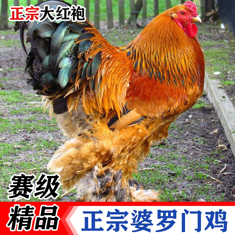 正宗大红袍大体婆罗门鸡巨型婆罗宠物鸡