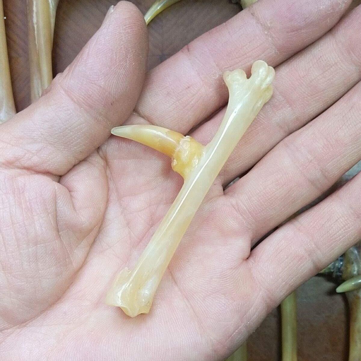 鸡蹬子纯天然精品鸡爪爪子文玩传统手把件骨玩
