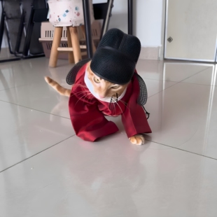 弼马温衣服小猫款状元官服猫咪衣服乌纱帽猫咪变装拍照装饰小道具