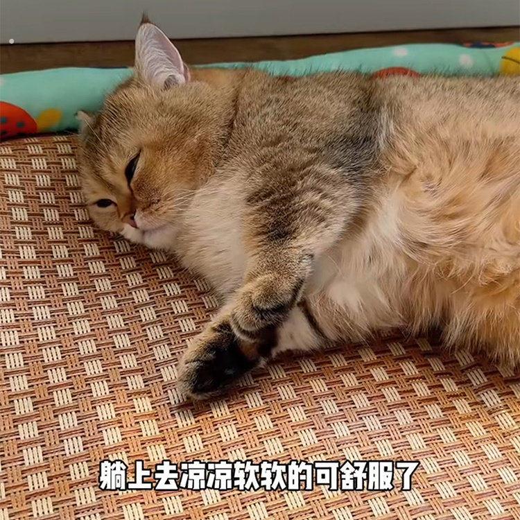 藤编猫窝夏季凉席冰垫子降温神器猫咪睡窝凉垫超大四季通用新款