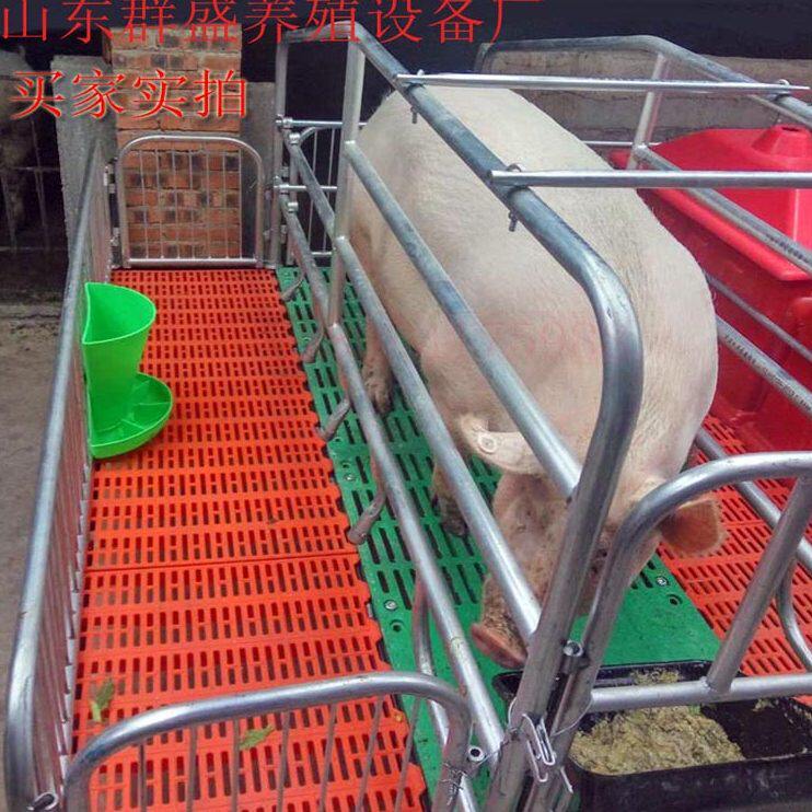 甄选新型加厚母猪产床双体体猪产床 养殖设备分娩栏培猪用 产床