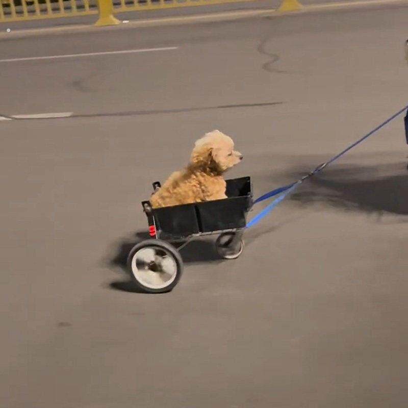 电动车带狗神器骑车带狗宠物推车轻便猫咪小型犬用宠物外出手推车