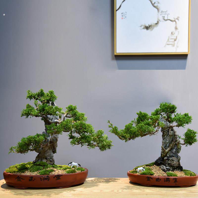 真松柏附石悬崖式盆景造景盆栽植物室内客厅四季常青桌面绿植摆件
