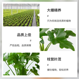 春羽绿植盆栽花卉观叶植物客厅办公桌面室内易养活四季常青吸甲醛