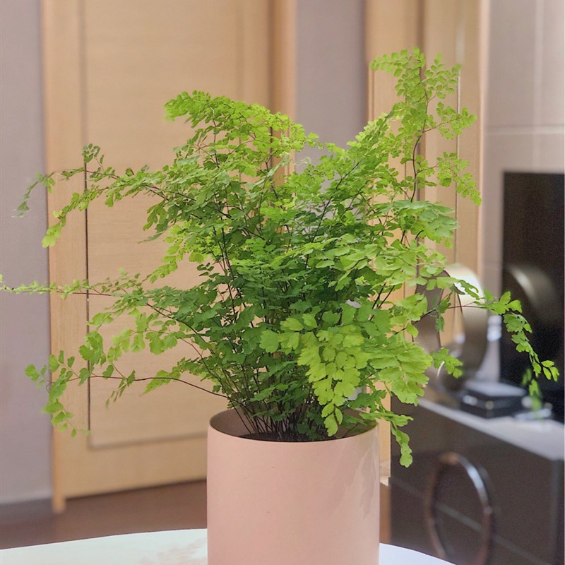 铁线蕨 美人粉 小清醒网红高颜值植物吊钟吸甲醛耐阴