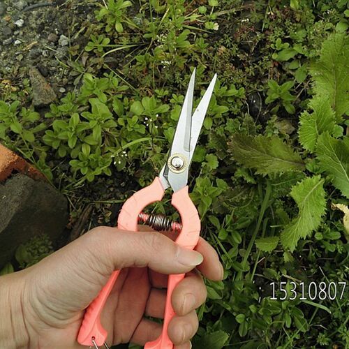 高档花剪修枝剪树枝剪刀园艺剪刀粗枝剪园林剪果树剪摘水果剪刀
