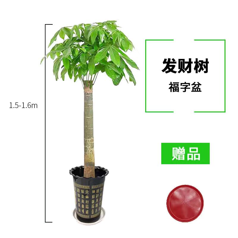 单杆发财树盆栽室内开业植物盆景家庭客厅办公室绿植花卉大型包邮