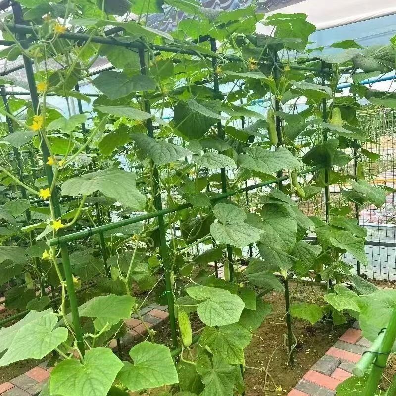 爬藤架葡萄黄瓜豆角架种菜花支架庭院园艺花卉植物支撑杆西红柿架