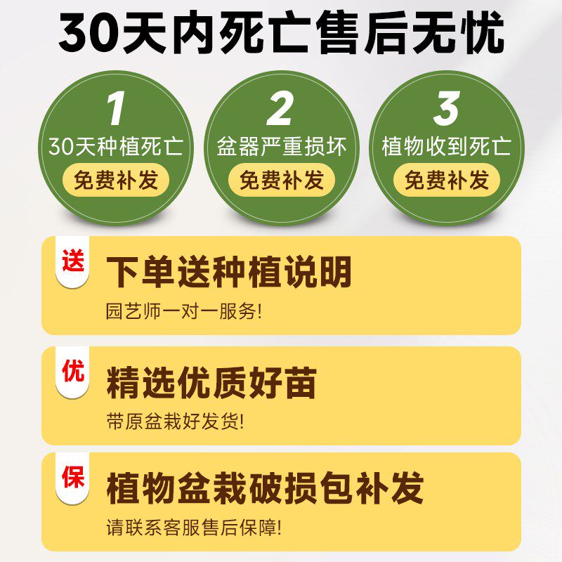 金钱榕客厅大花盆栽室内大型绿植金钱树摇钱树发财树四季榕树植物