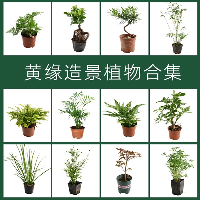 黄缘乌龟专用缸造景草真植物半水龟爬宠饲养箱生态环境绿植套餐图片