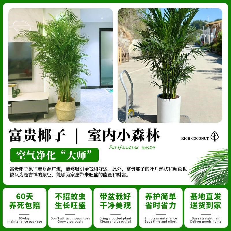 富贵椰子大号绿植盆栽客厅盆景办公室内散尾葵凤尾竹四季常青好养