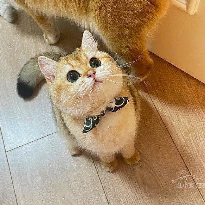 和风猫咪项圈狗狗脖圈宠物围脖柴犬装饰品大小型犬领结口水巾围兜