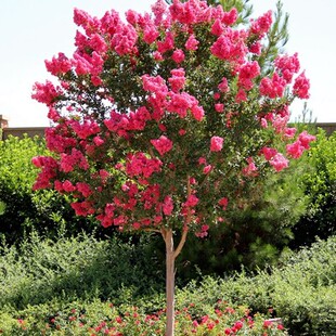 绿化百日红 红花紫薇苗 树苗庭院植物 速花红火箭