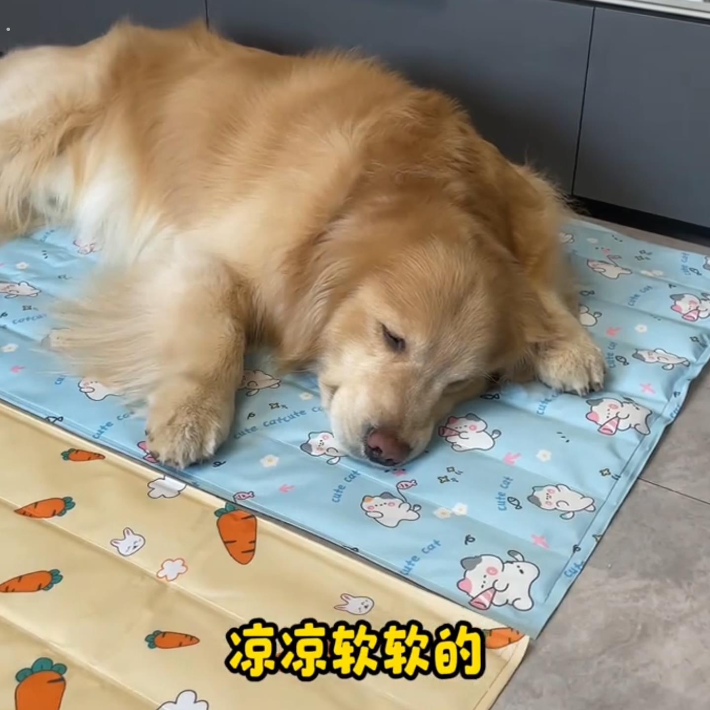 宠物冰垫狗狗猫咪睡垫夏季狗垫子夏天猫垫狗窝凉席垫狗狗冰垫