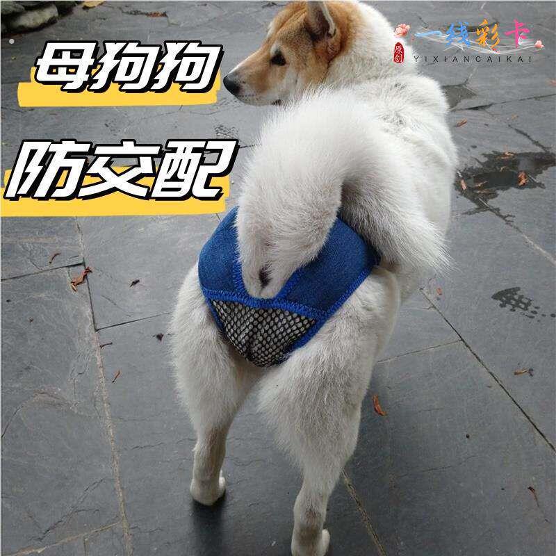 母狗防交配神器狗狗生理裤母狗狗宠物生理期安全裤发情小型犬防止
