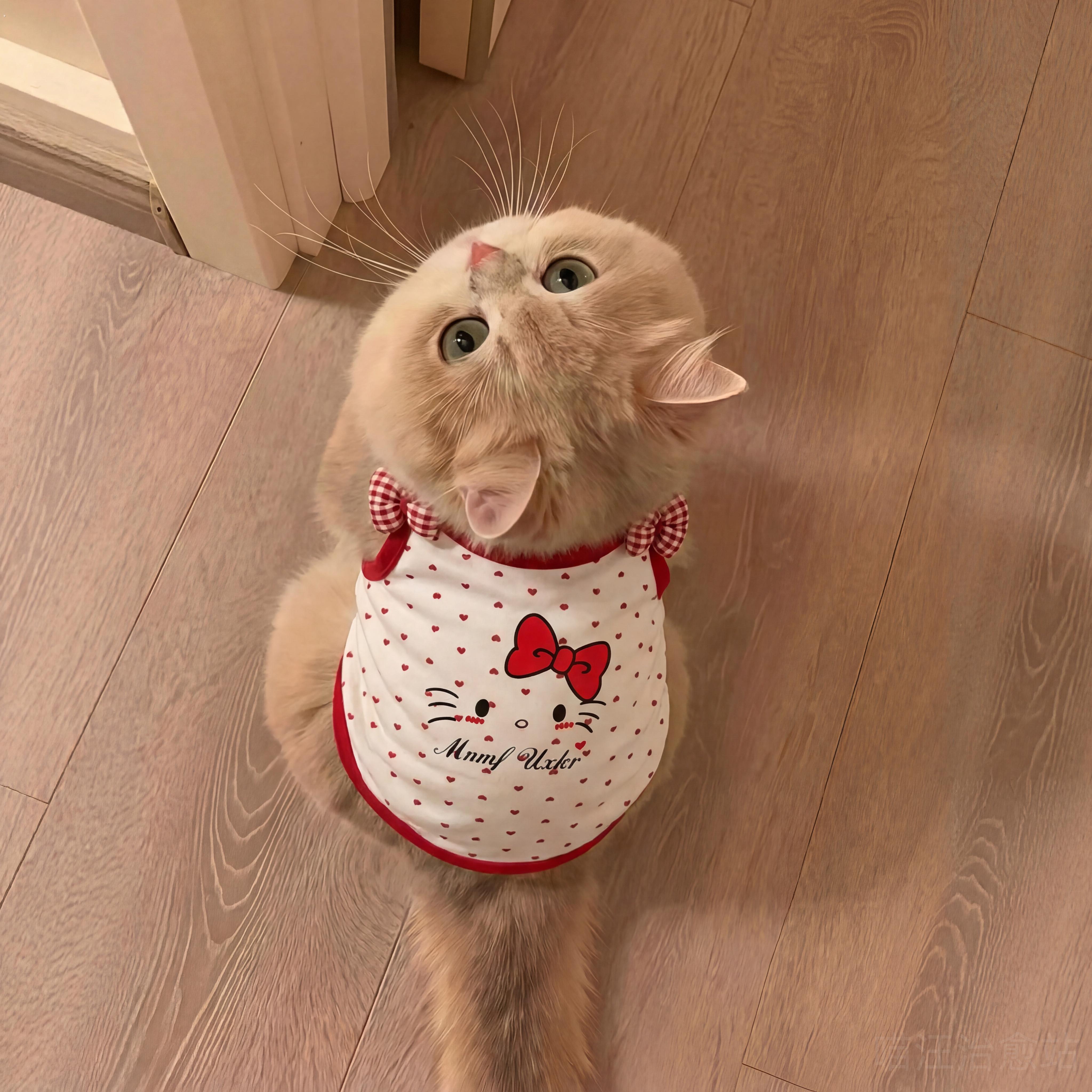 猫咪衣服小猫防掉毛薄款夏天宠物背心狗狗衣服小型犬可爱吊带透气
