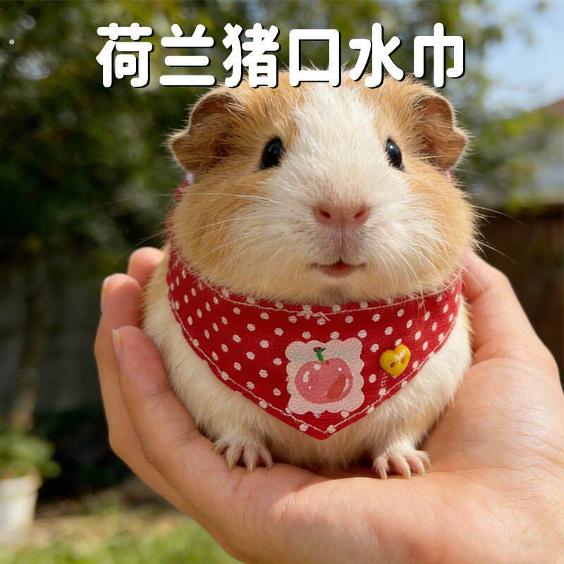 荷兰猪口水巾装饰佩戴装扮豚鼠围脖围兜宠物可爱针织小宠拍照用品
