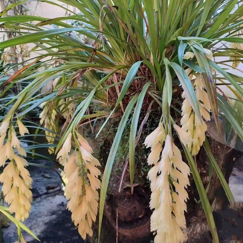 云南鲜花虎头兰沙草兰花盆栽室好养易活绿植花卉四季常青乔迁新居