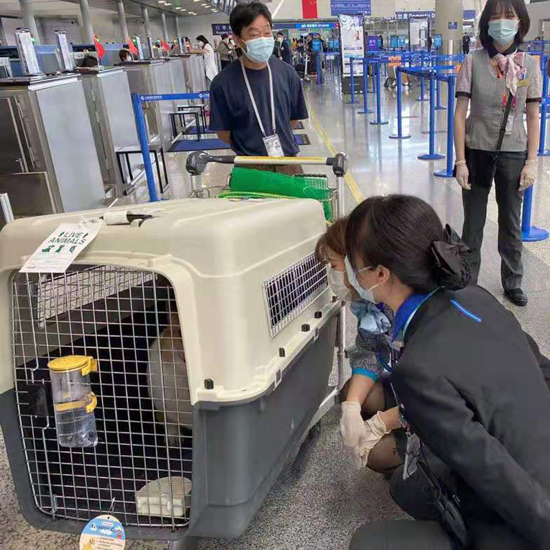 iata国航宠物航空箱狗狗猫咪外出托运专用小型犬大型犬飞机空运箱