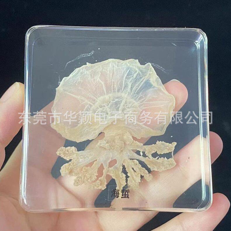 甄选海蜇标本树脂包埋真实海蜇标本海洋生物教学摆件标本树脂工艺