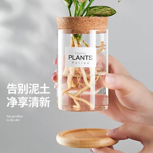 竹芋水培植物绿萝办公室内四季好养花卉虎皮兰文竹水养绿植小盆栽