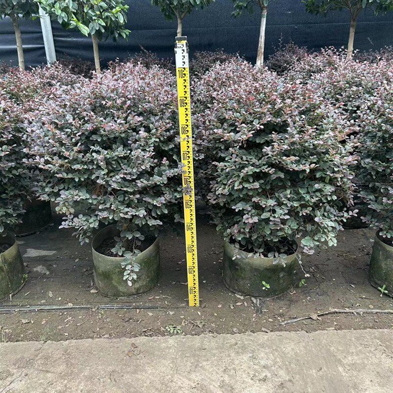 红继木大盆栽户外庭院室外暴晒大绿植红石楠好养园林工程绿化树苗