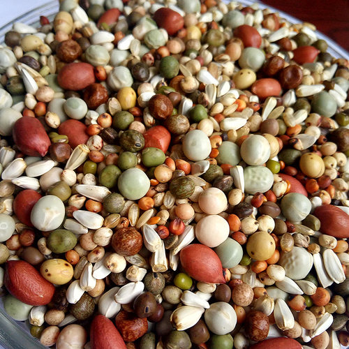 无玉米3A级花生鸽粮鸟食信鸽赛鸽肉食观赏鸽育雏饲料整包40斤包邮