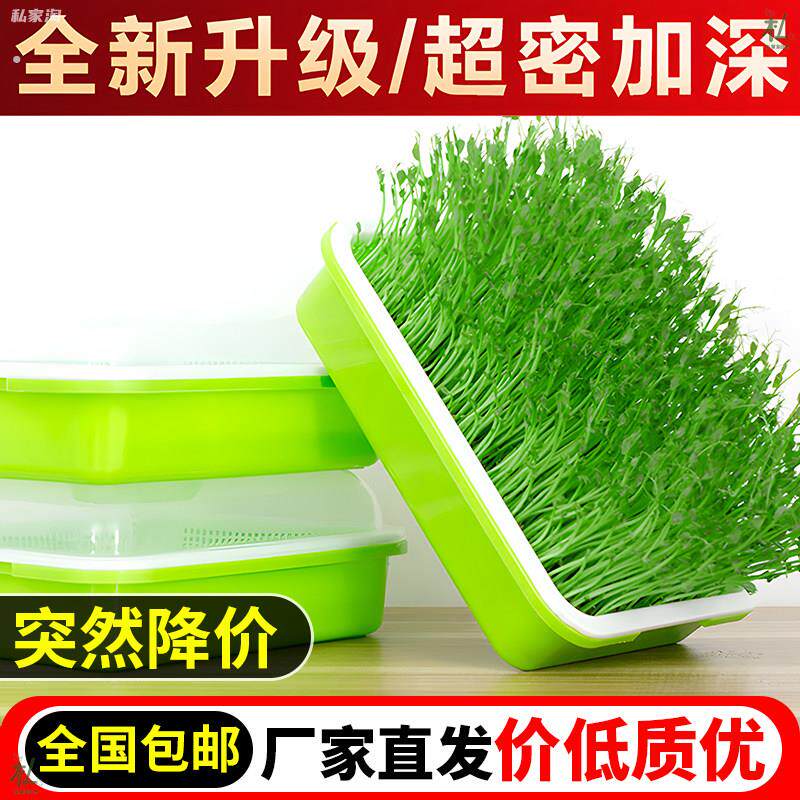 蒜苗蒜黄种植盆发豆芽菜芽苗菜家用育苗盘盒专用水培器皿种蒜神器