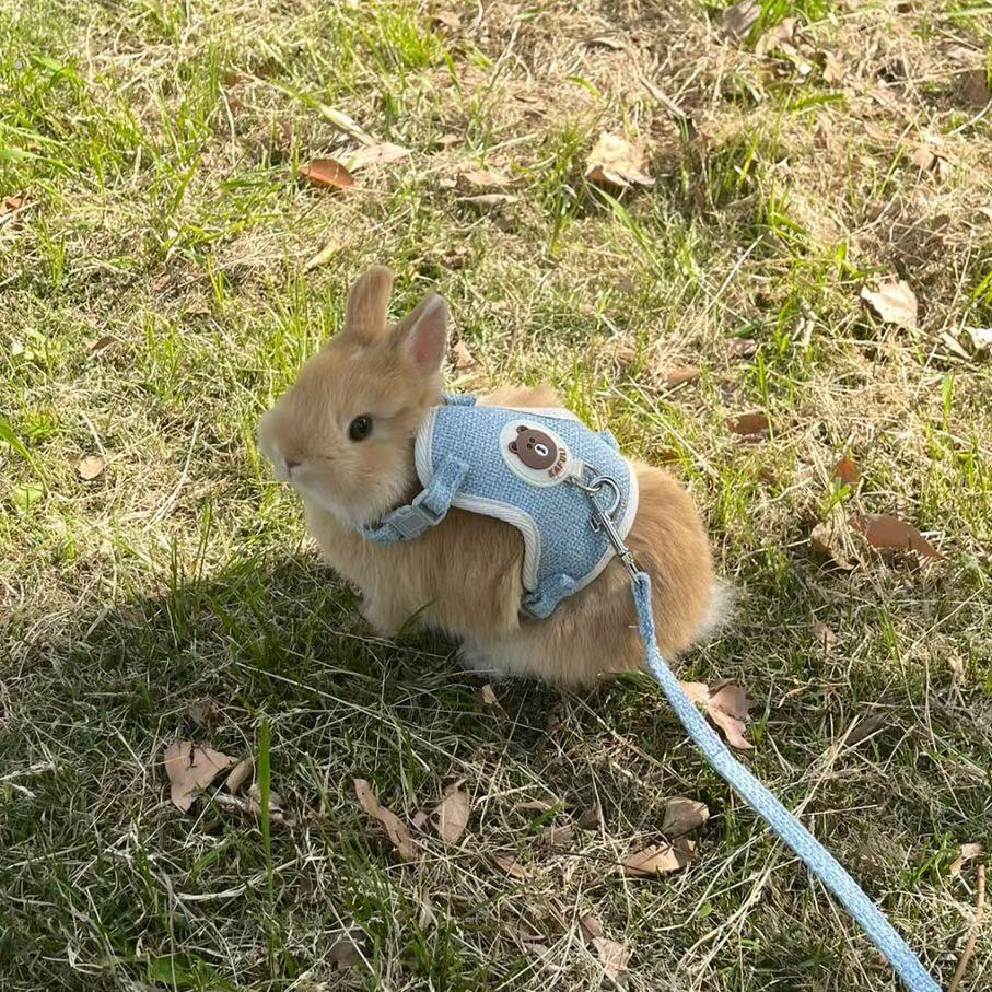 小兔子通用宠物绳 兔兔荷兰猪牵引绳 调节绳子 侏儒兔外出专用