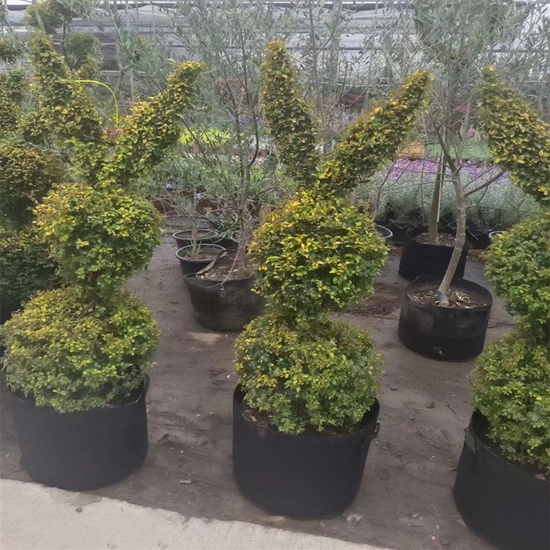 网红造型亮晶女贞大植物阳台花园庭院造景盆栽美观环境净化空气