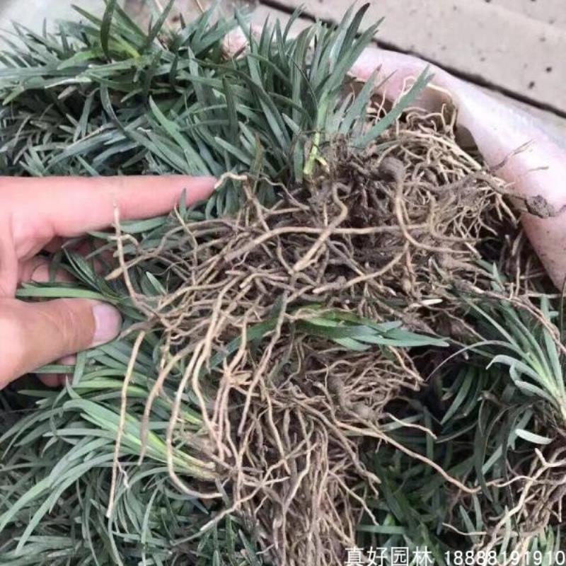 日式矮麦冬草庭院正宗小型麦冬草苗植物工程四季青草皮长叶麦冬草