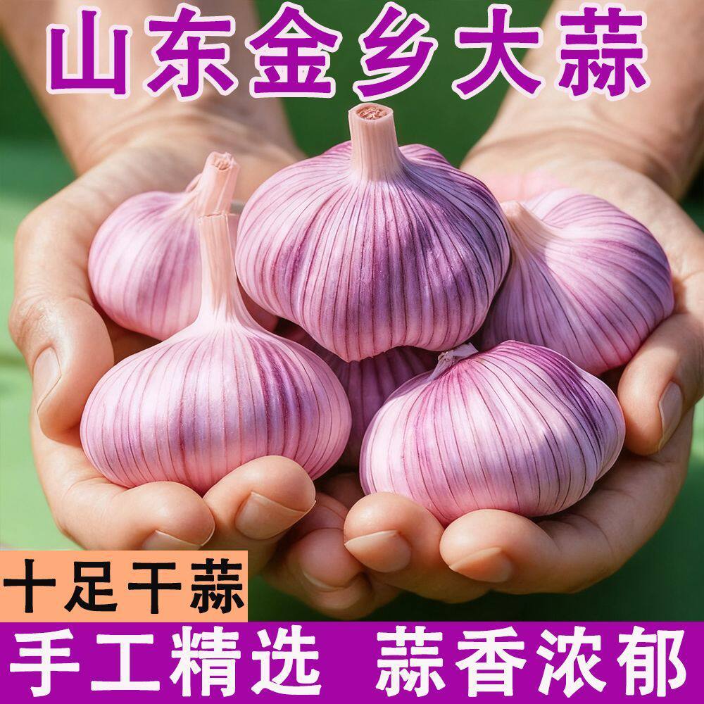 【新干蒜】金乡农家干大蒜紫白皮大蒜头新鲜蒜头便宜特级干蒜