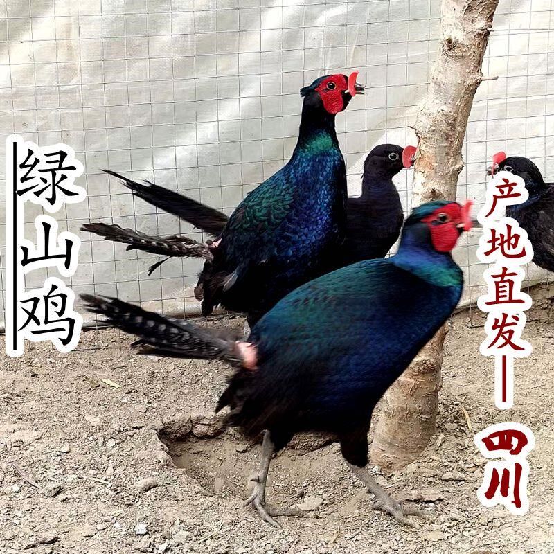 纯绿山鸡非孔雀蓝七彩山鸡多代黑脖山鸡观赏鸡媒珍珠鸡贵妃鸡五黑