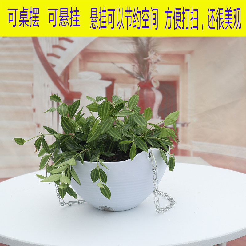 垂吊塑料吊兰花盆悬挂式壁挂盆吊篮绿萝吊兰创意个性简约吊盆