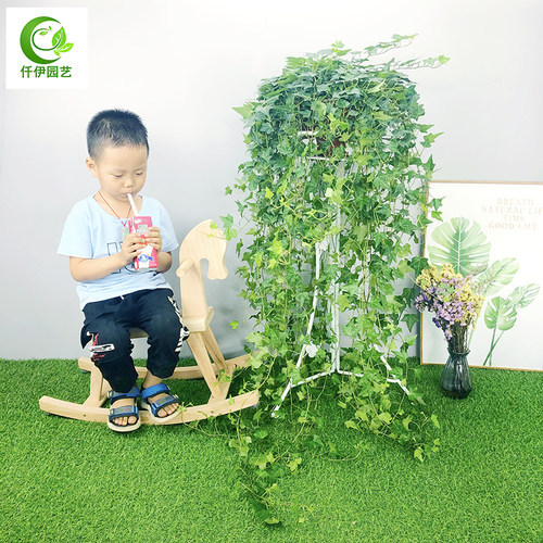 常春藤盆栽室内长藤植物垂吊兰吸甲醛四季常青长青藤净化空气绿植