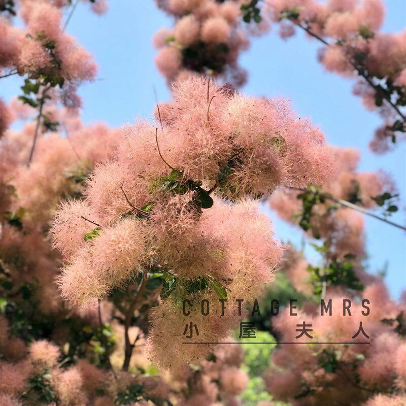 观叶观花烟树盆栽苗 雾中情人花园小乔木 适庭院种植黄栌树苗