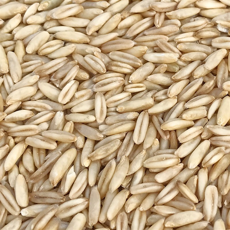 燕麦米 鸟食 鸟粮 雀麦 野麦 燕麦仁 虎皮鹦鹉 牡丹玄风鸟吃 500g图片