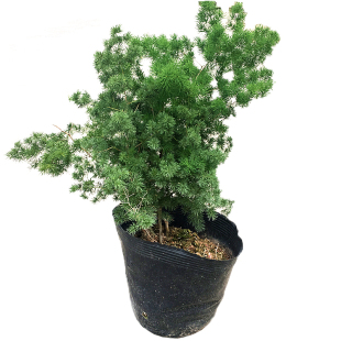蓬莱松盆栽大苗生肖猴四季常青室内招财植物绿植盆景驱蚊净化空气