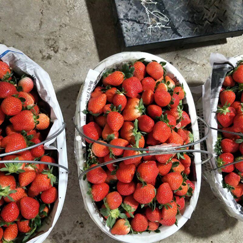 草莓篮10斤15斤20斤装塑料篮手提白色草莓采摘篮大号水果葡萄胶框