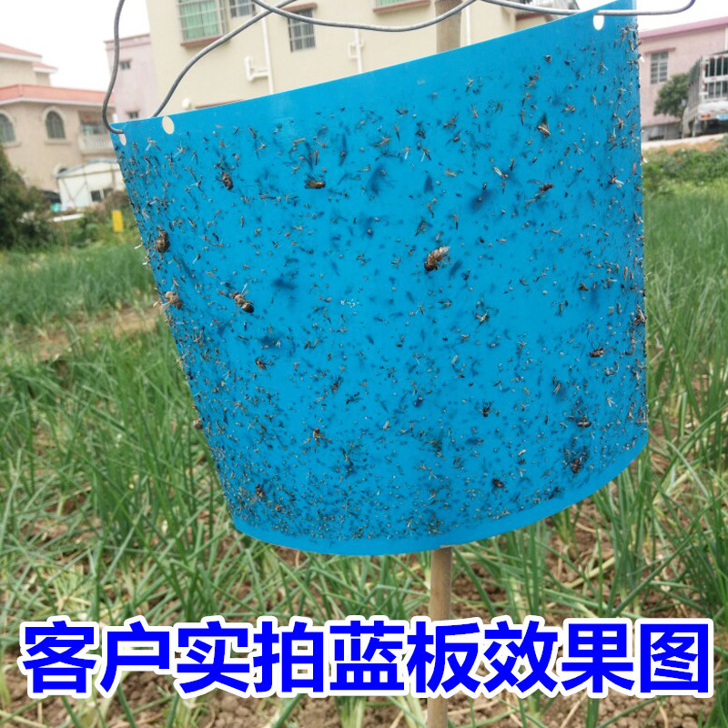 双面粘虫板诱虫板黄板蓝板果园蔬菜黏沾虫贴白粉虱蓟马果实蝇包邮