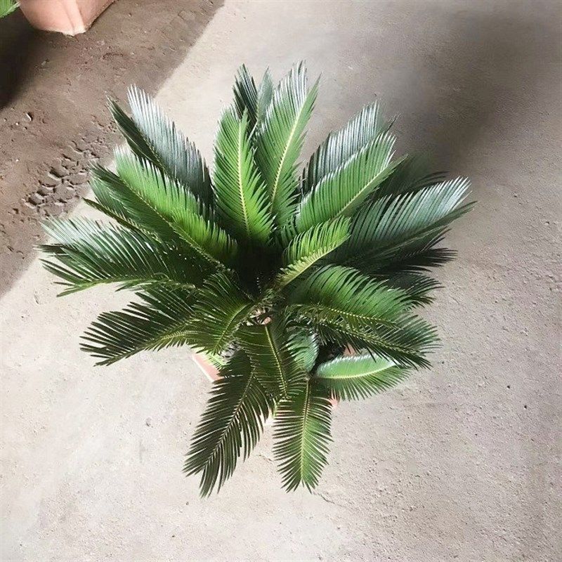 大型苏铁盆栽室内外植物客厅办公室盆景铁树绿植易活养殖观叶阳台