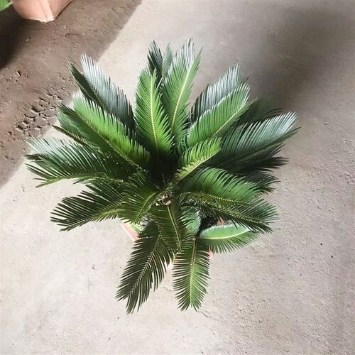 大型苏铁盆栽室内外植物客厅办公室盆景铁树绿植易活养殖观叶阳台