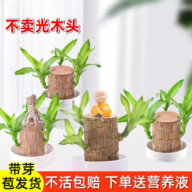 巴西木盆栽水培幸运木开花卉带芽办公室内绿植物适合懒人养的四季