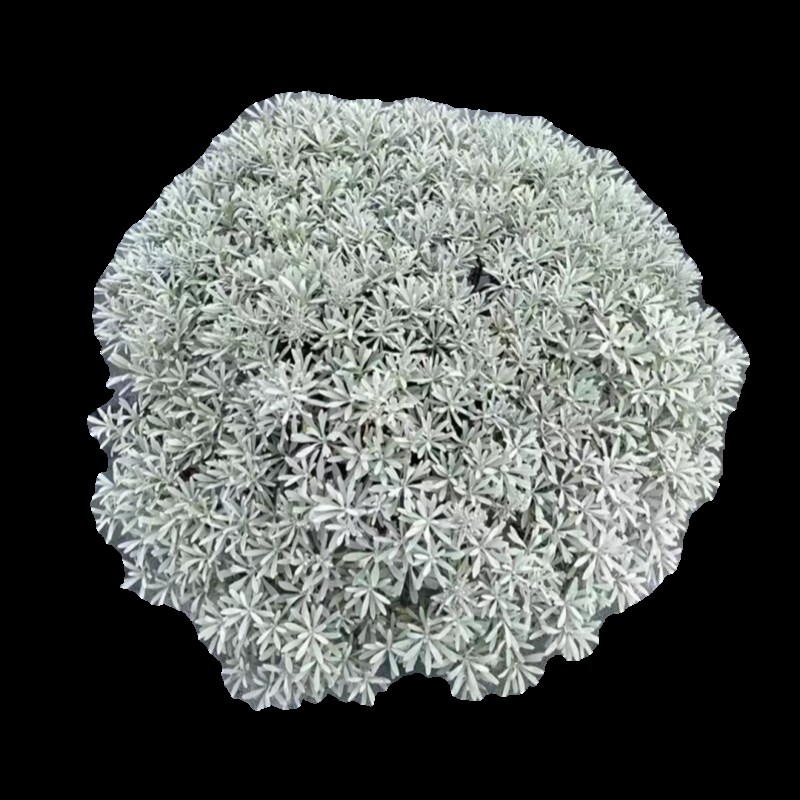 芙蓉菊盆栽银艾玉芙蓉海芙蓉苗白艾花卉阳台庭院雪艾花园别墅绿植