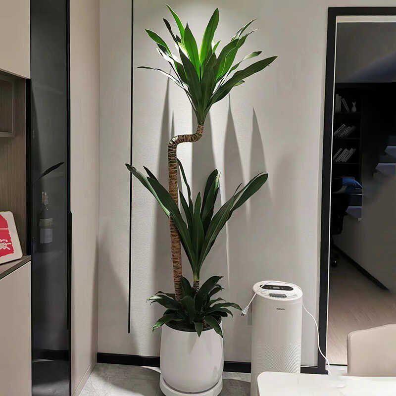美人铁荷花铁四季常青造型绿植室内盆栽耐阴植物居家好养易活