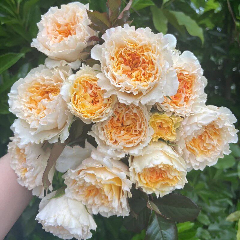 碧翠丝月季花苗开花玫瑰小苗四季盆栽花卉爬藤植物藤本蔷薇树绿植