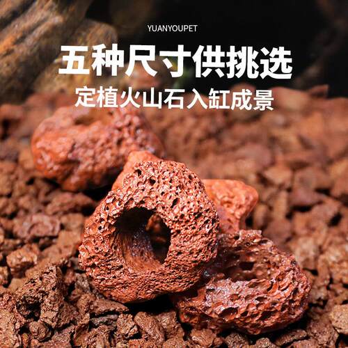 火山石水草固定底座单孔双孔鱼缸造景石净化水质定植水草打孔大块